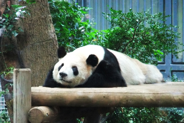 上野動物園(所要時間40分)